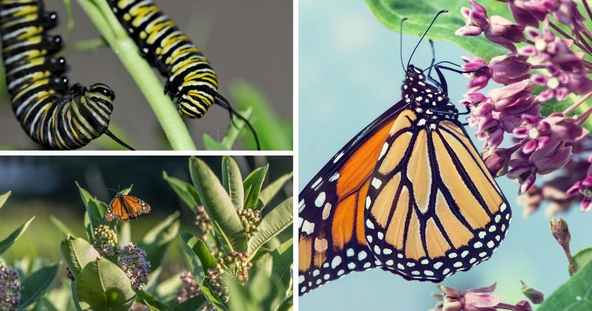 3-way collage monarch caterpillars, butterflies on flowers