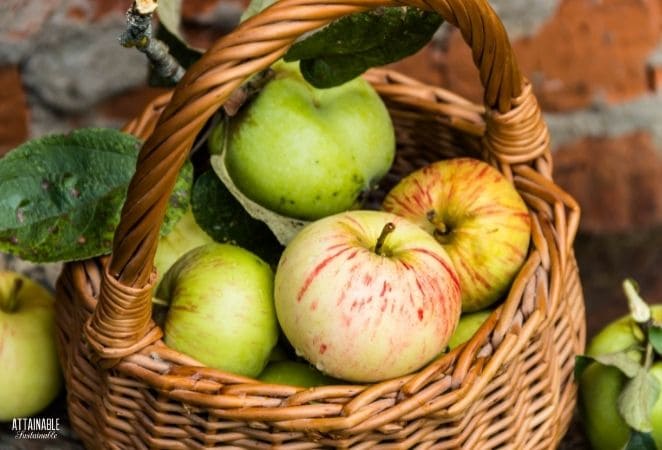 apples in a basket