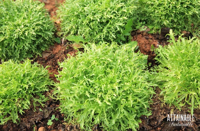 round green plants growing in soil