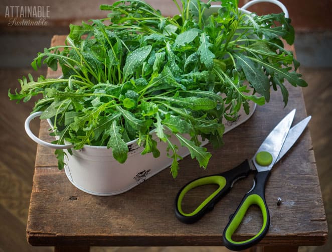 rúcula crescendo em um plantador branco, tesoura nas proximidades