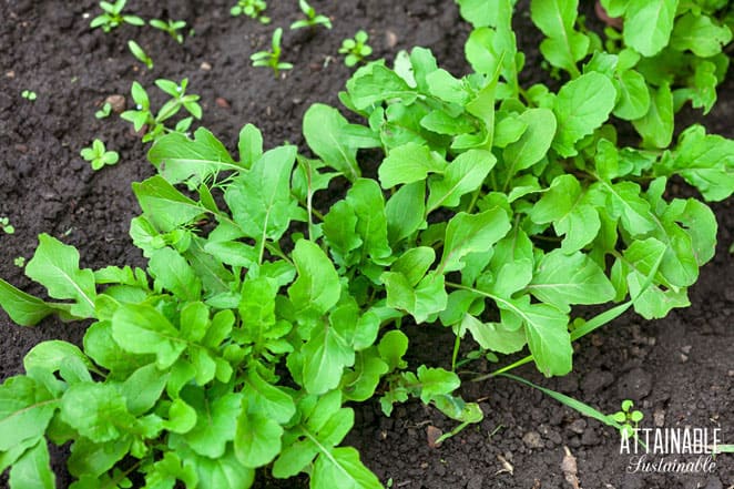 arugula growing in soil