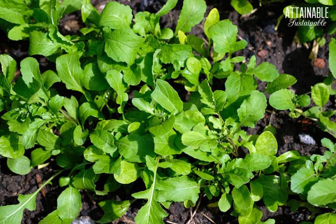 close up of rocket plant