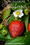 Close up of ripe strawberry and white strawberry blossom with green leaves.