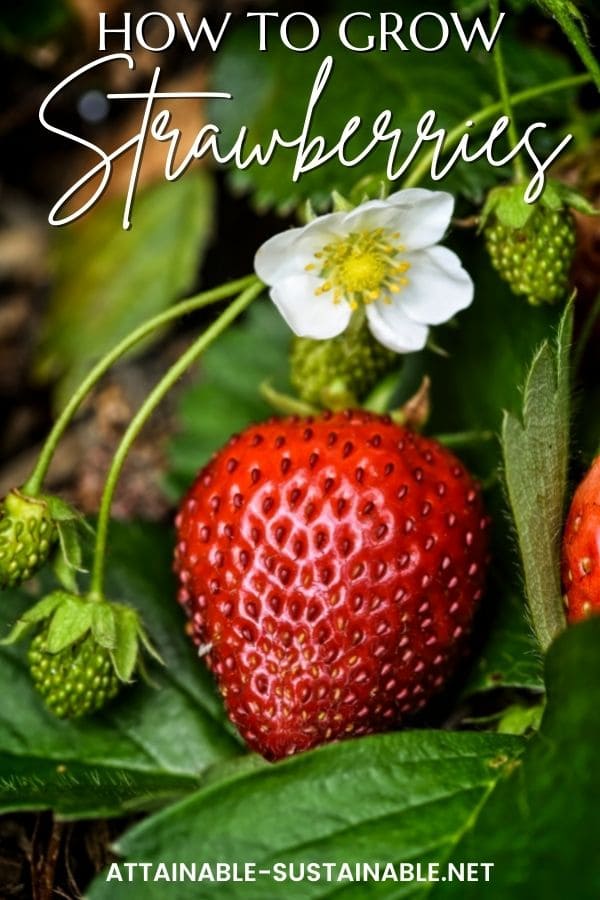 Close up of ripe strawberry and white strawberry blossom with green leaves.