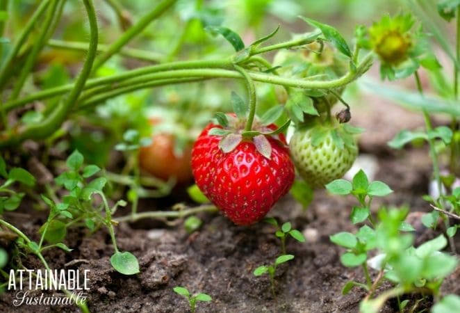 Strawberries growing in soil.