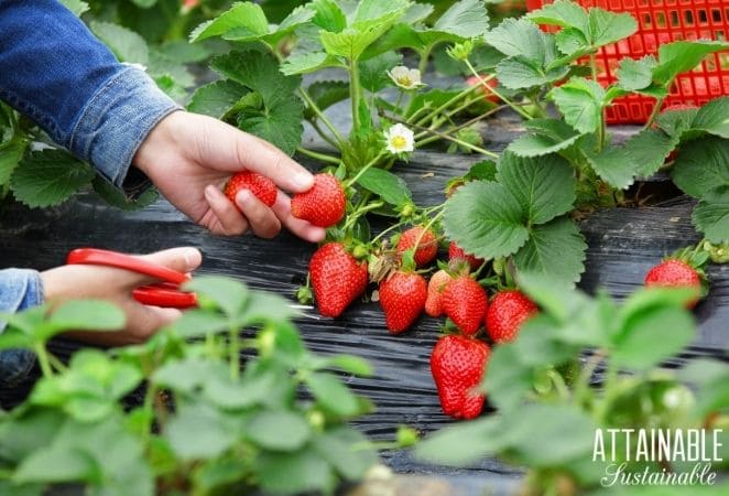 Harvesting ripe strawberries with scissors. 