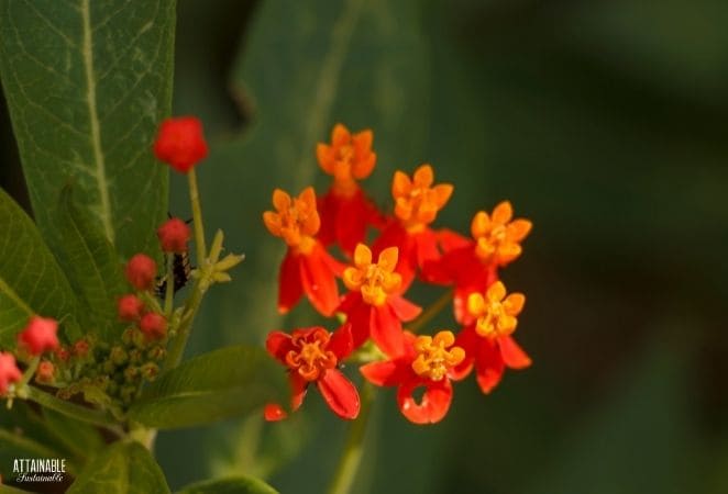 orange and red milkweed flowers