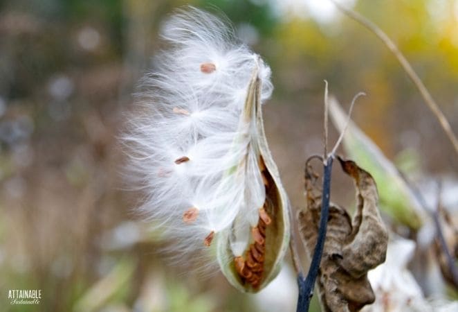 milkweed pod with white fluff