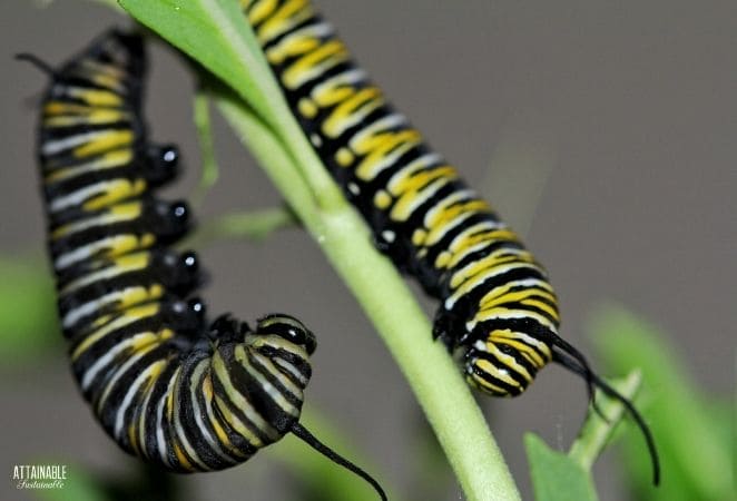 two yellow and black striped caterpillars on a plant