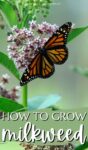 monarch butterfly on milkweed plant