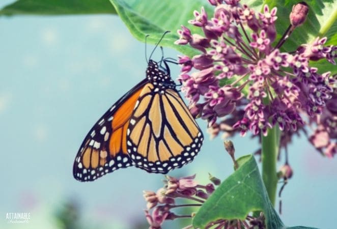 monarch butterfly on milkweed