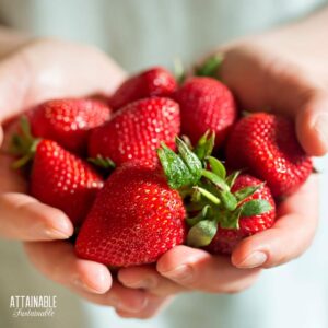 hands holding many strawberries.