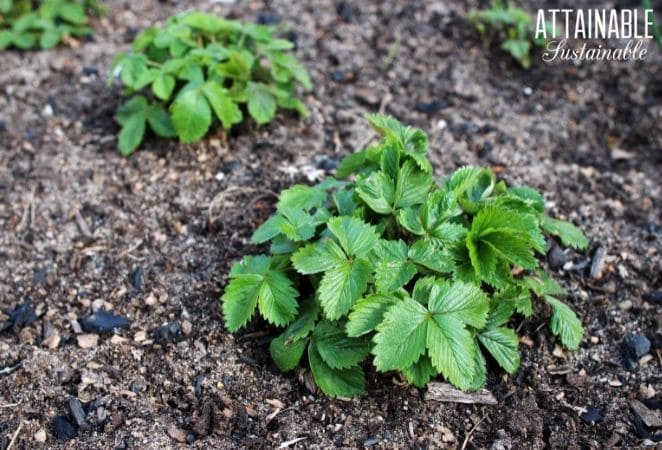 Strawberry plants in matted rows. 