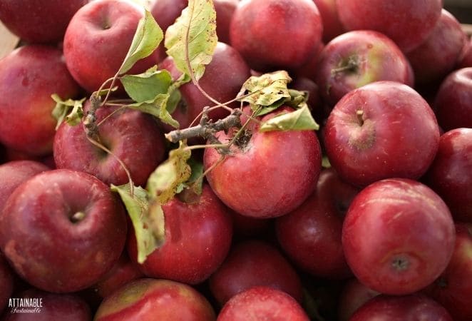 red rome apples