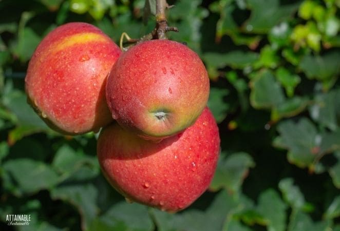 red apples on a tree