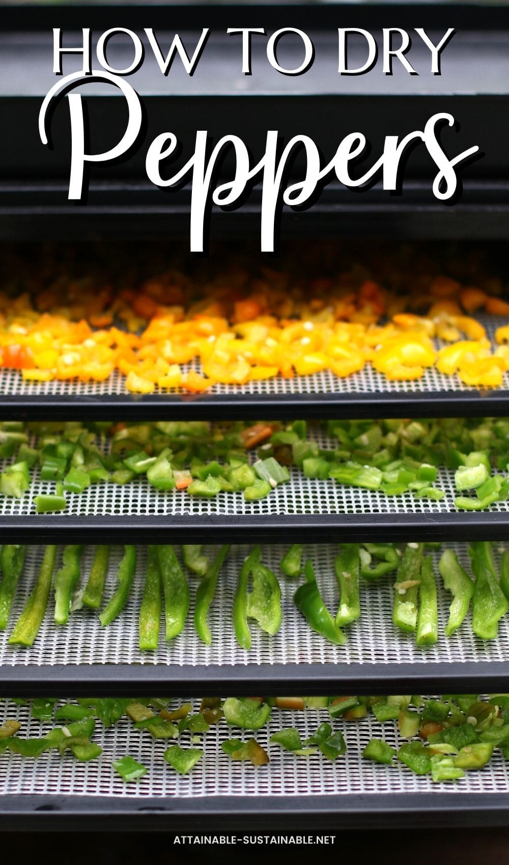 dehydrator racks full of yellow and green peppers.
