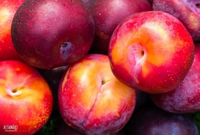 close up of purple plum stone fruit