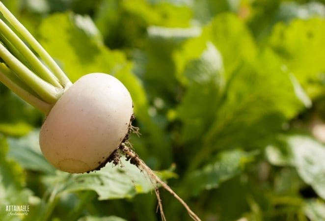 White turnip with green stems, green leafy background.