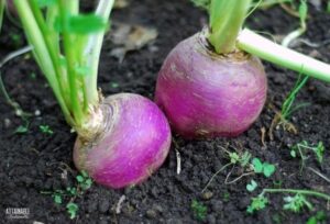 2 purple turnips with green stems in dark brown soil.