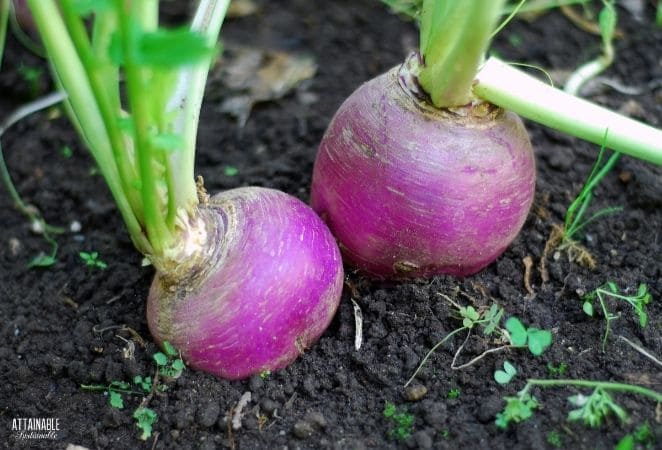 2 purple turnips with green stems in dark brown soil. 