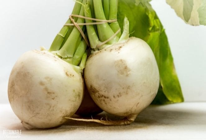 2 white turnips banded together at green stems, white background. 