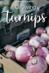 Bin of purple and white turnips, white text at top reads "growing turnips."