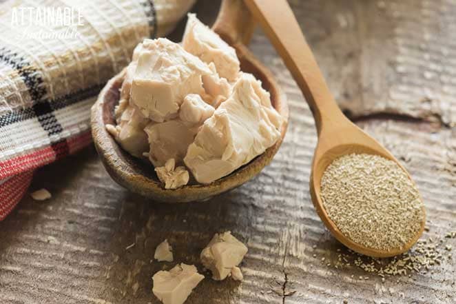 tan cakes of yeast in a bowl with a spoonful of yeast granules