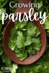 Parsley leaves in a large wooden spoon.