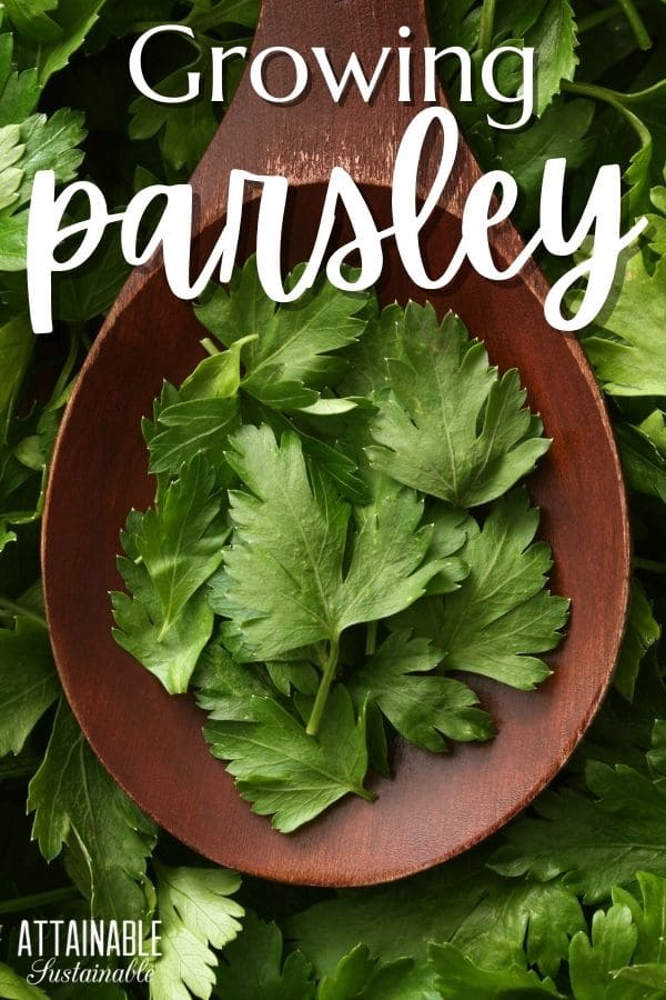 Parsley leaves in a large wooden spoon.