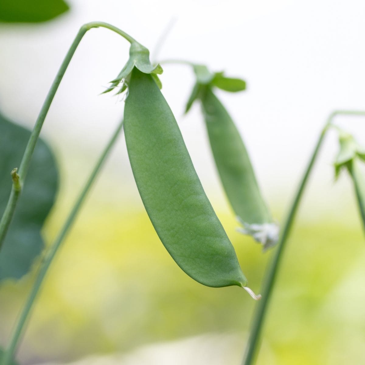 Snow peas growing on vine. 