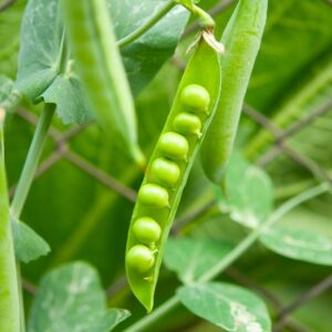 Peas growing on vine, with open shell.