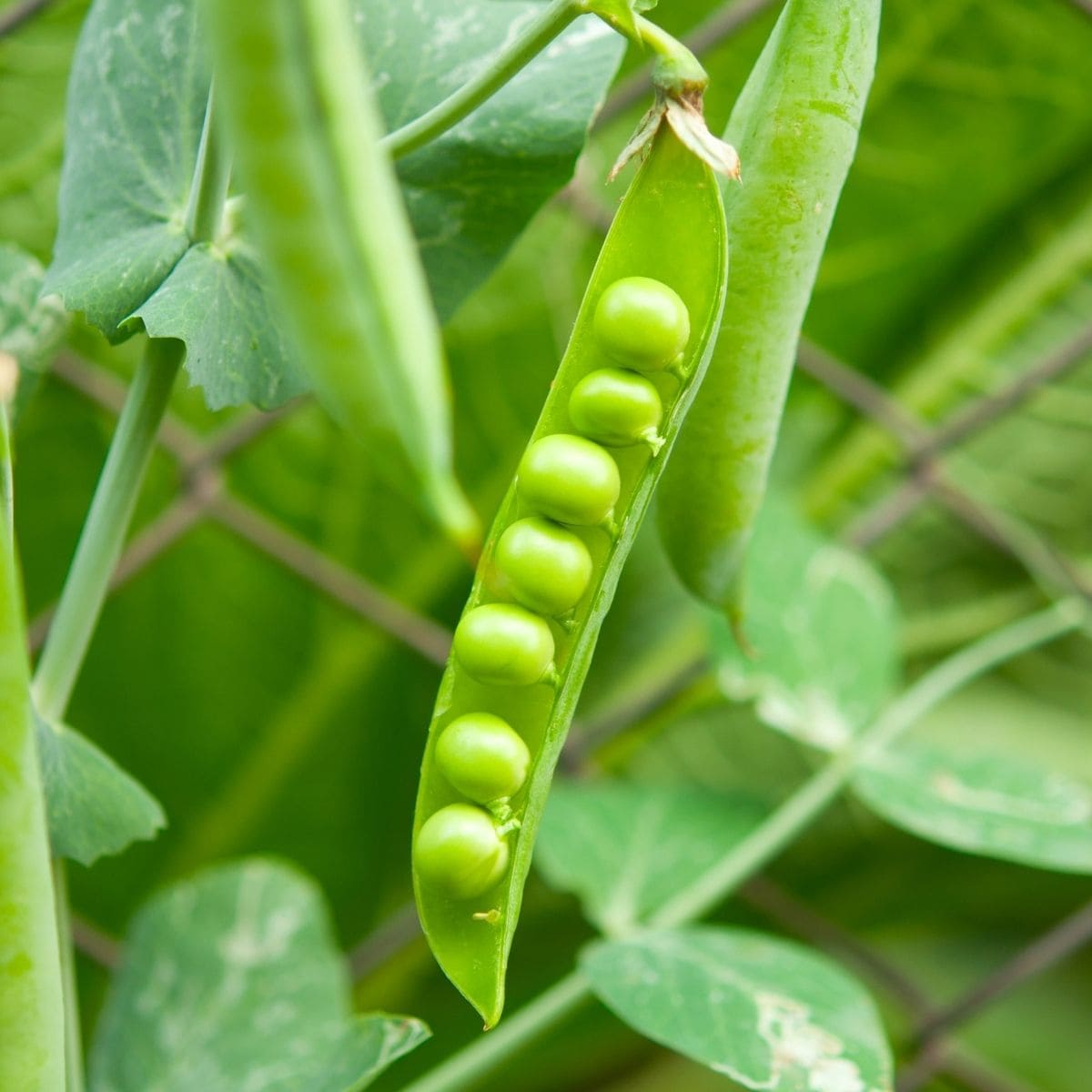 Peas growing on vine, with open shell. 