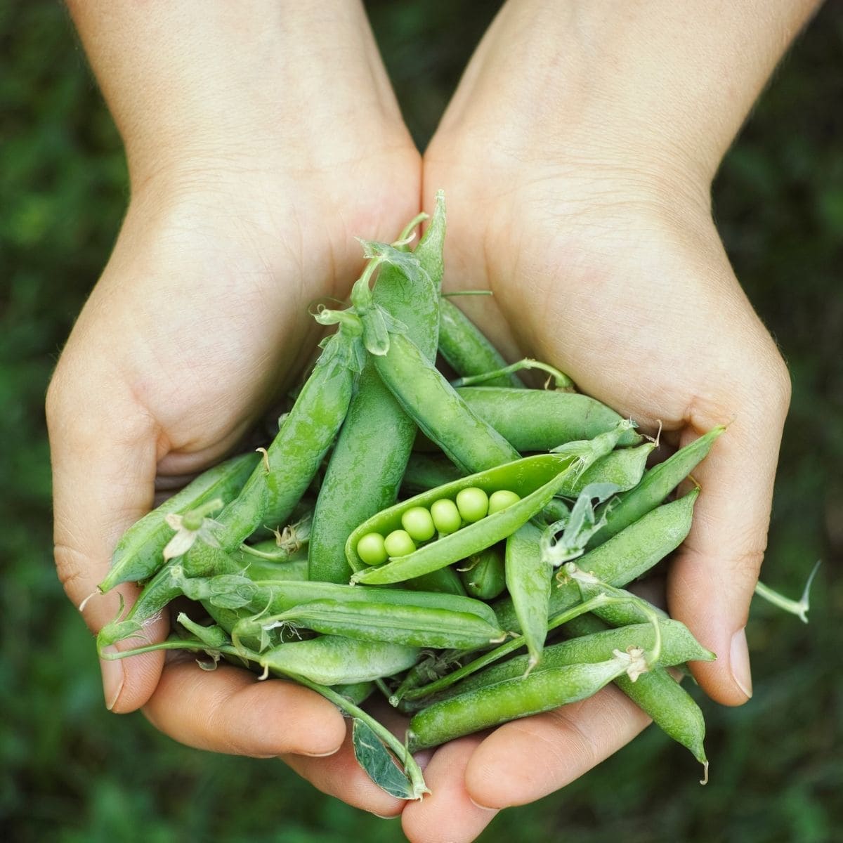 How to Grow Peas in Your Home Garden Attainable Sustainable®