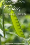Close up of a snow pea on a vine, with "how to grow peas in your garden" in white words overlay.