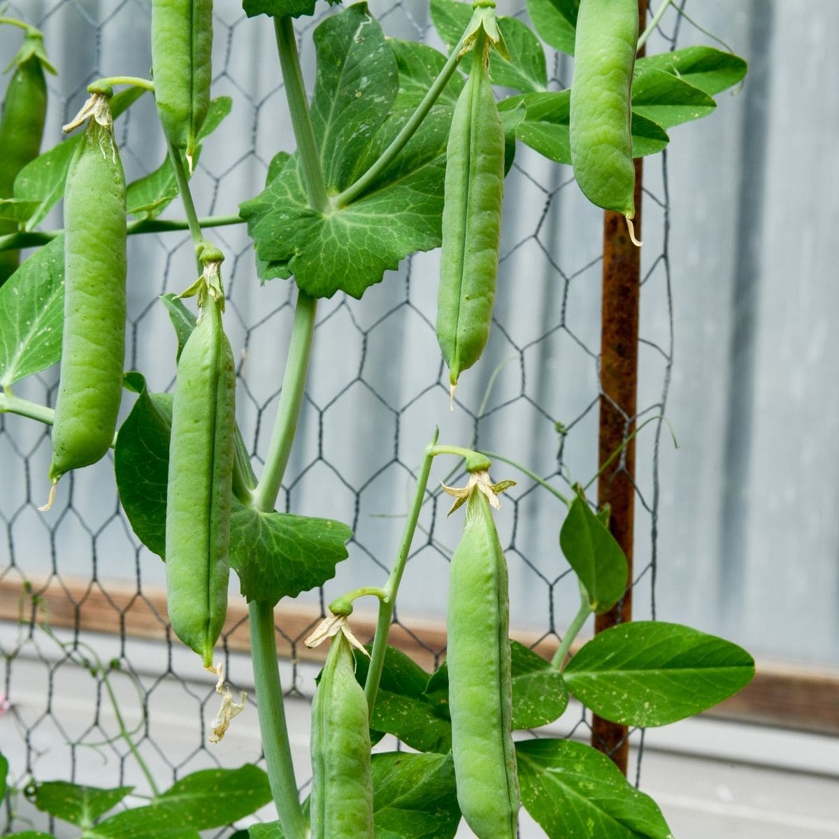 Snap peas growing on a chicken wire trellis.