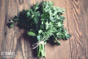 Bundle of parsley on a dark wood background.