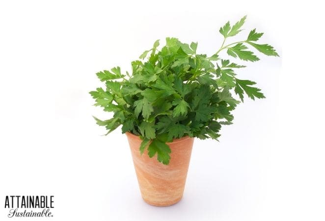 Parsley growing in a pot, with a white background. 