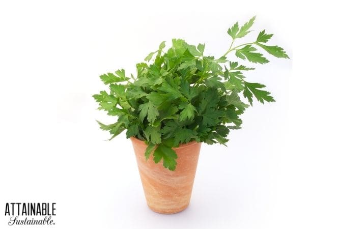 Parsley growing in a pot, with a white background.