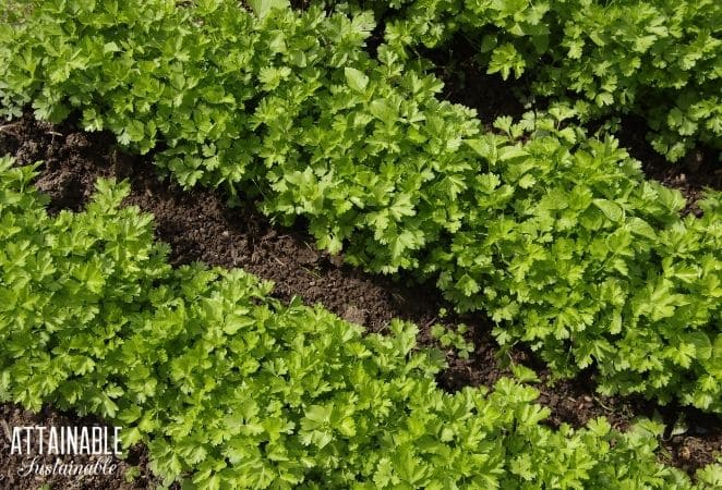 Parsley growing outside in rows.