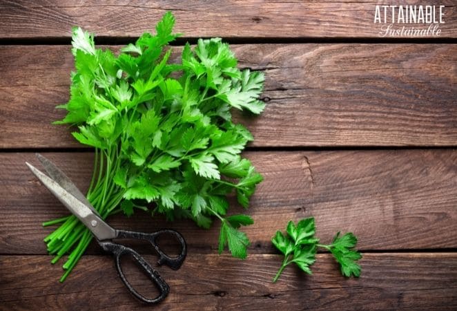 A bunch of parsley in a bundle, resting on a dark wood background. 