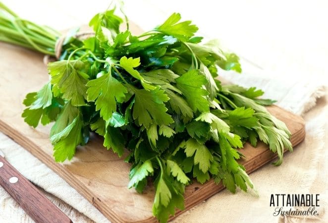 A bunch of parsley resting on a cutting board.