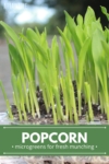 green popcorn shoots.