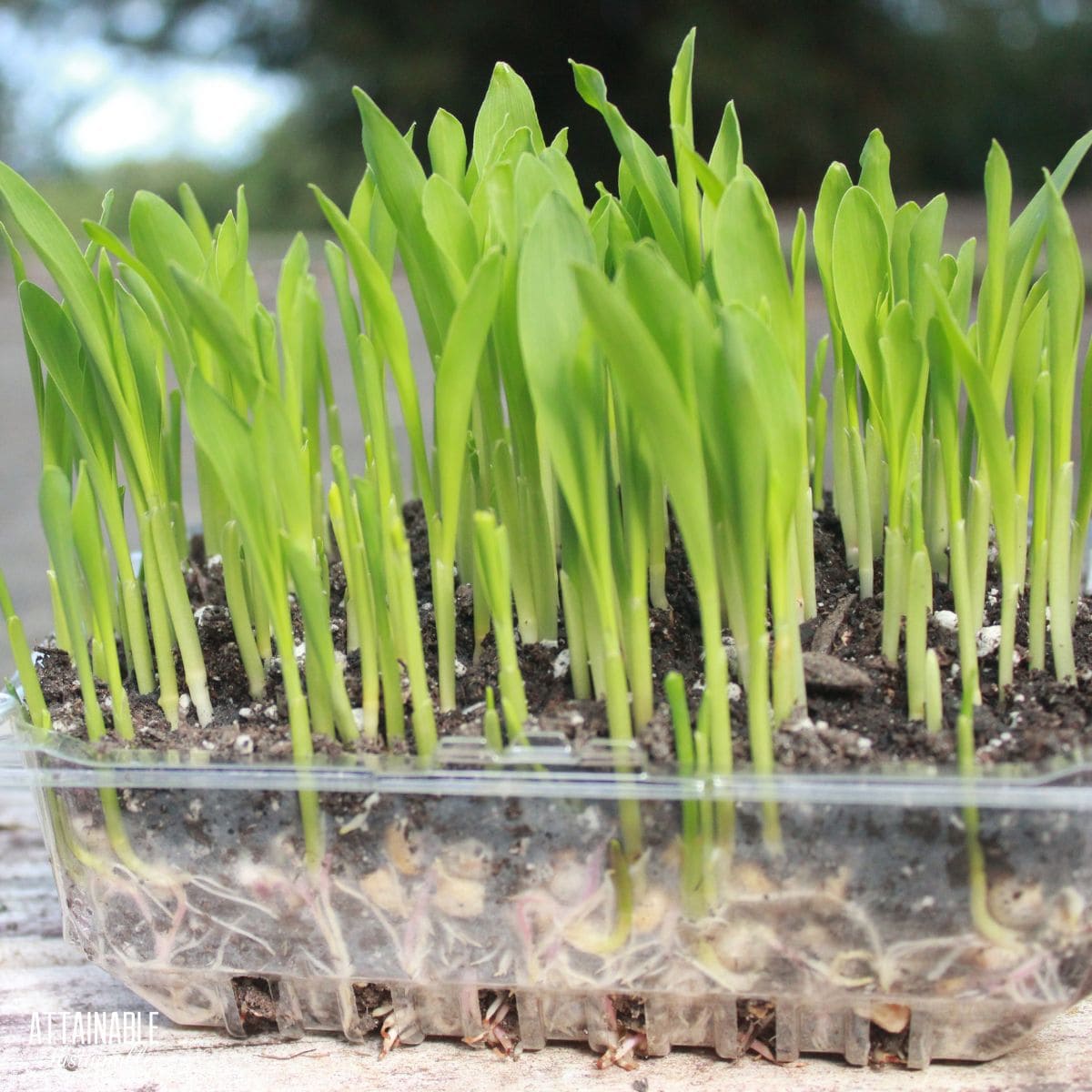green popcorn shoots.