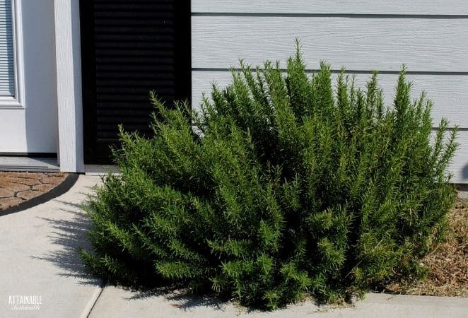 rosemary shrub against a grey house