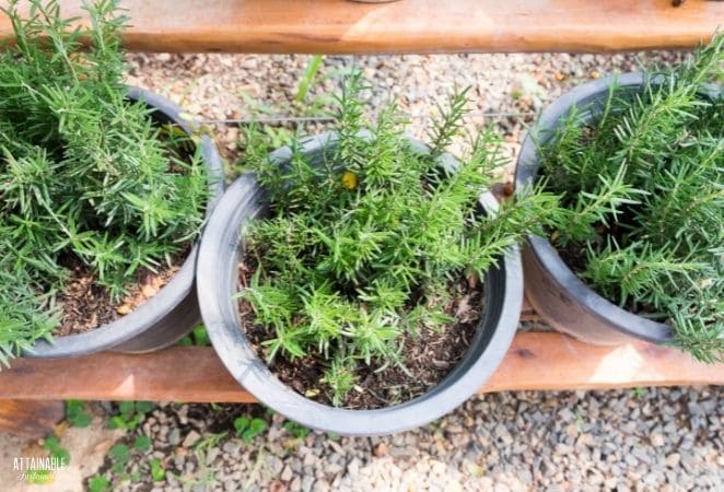 three planters of rosemary, from above