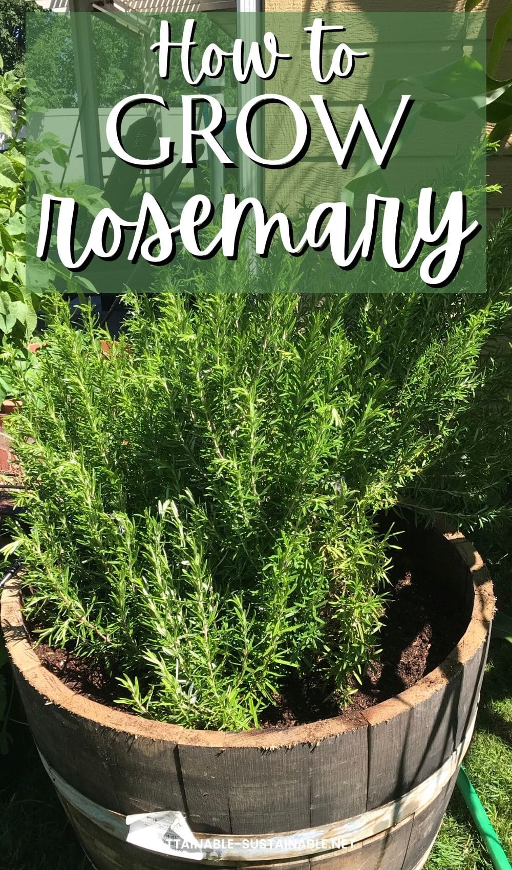 rosemary plant in a half barrel