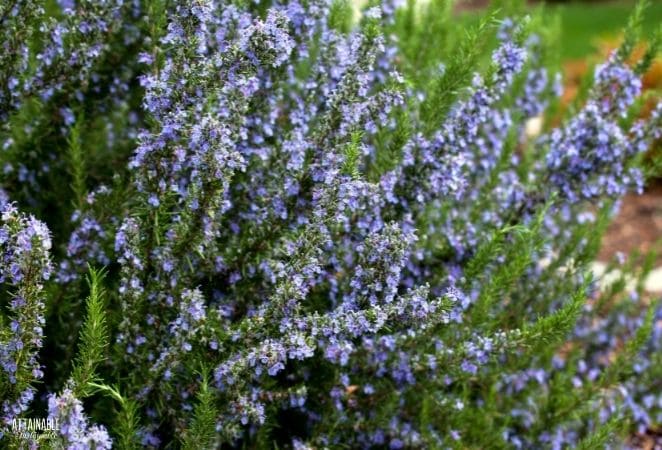 rosemary plant with blue flowers