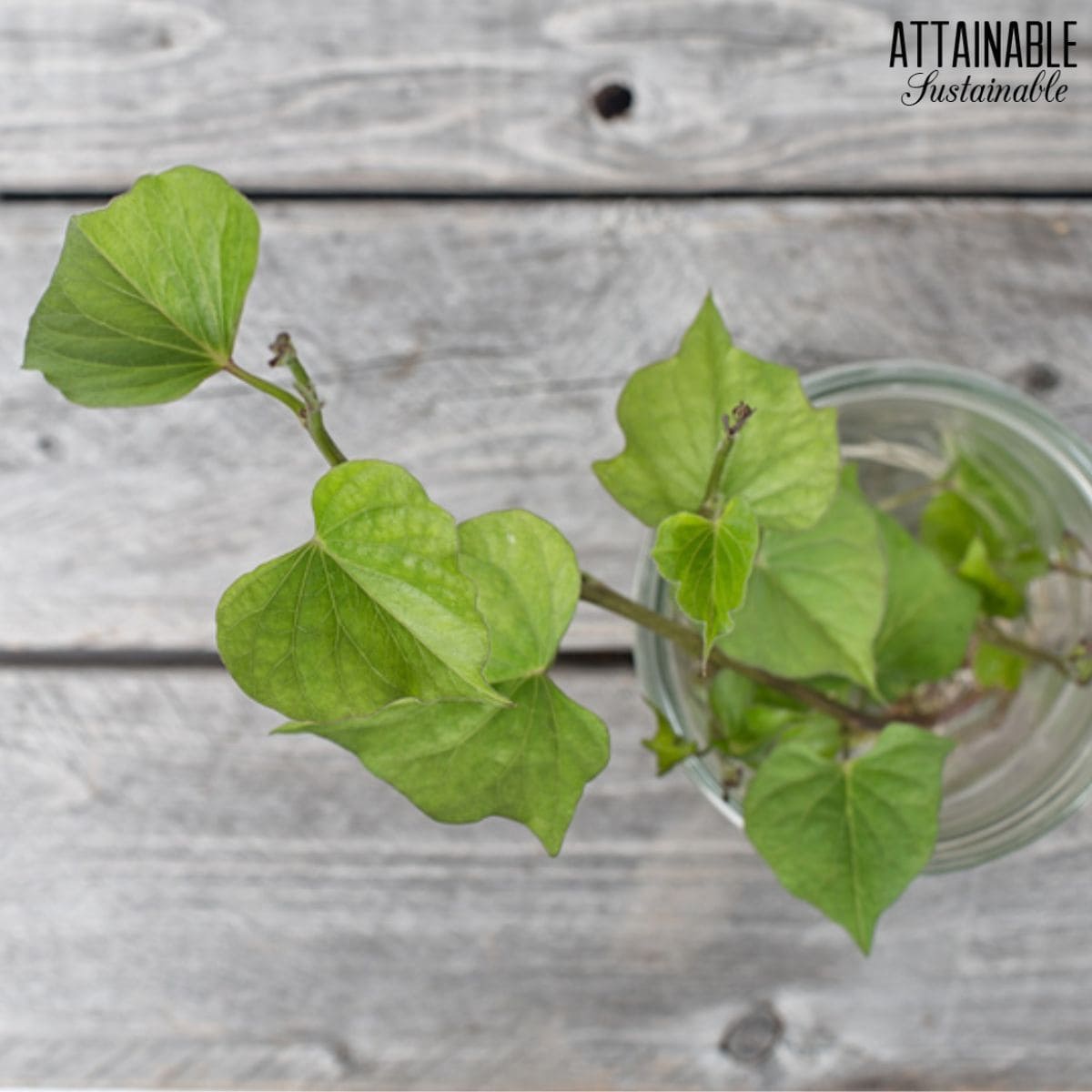 green sweet potato vine in a glass jar.