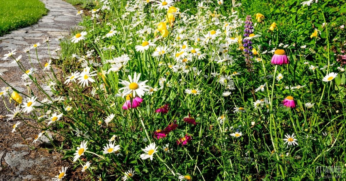 white and pink flowers in an eco-friendly landscape