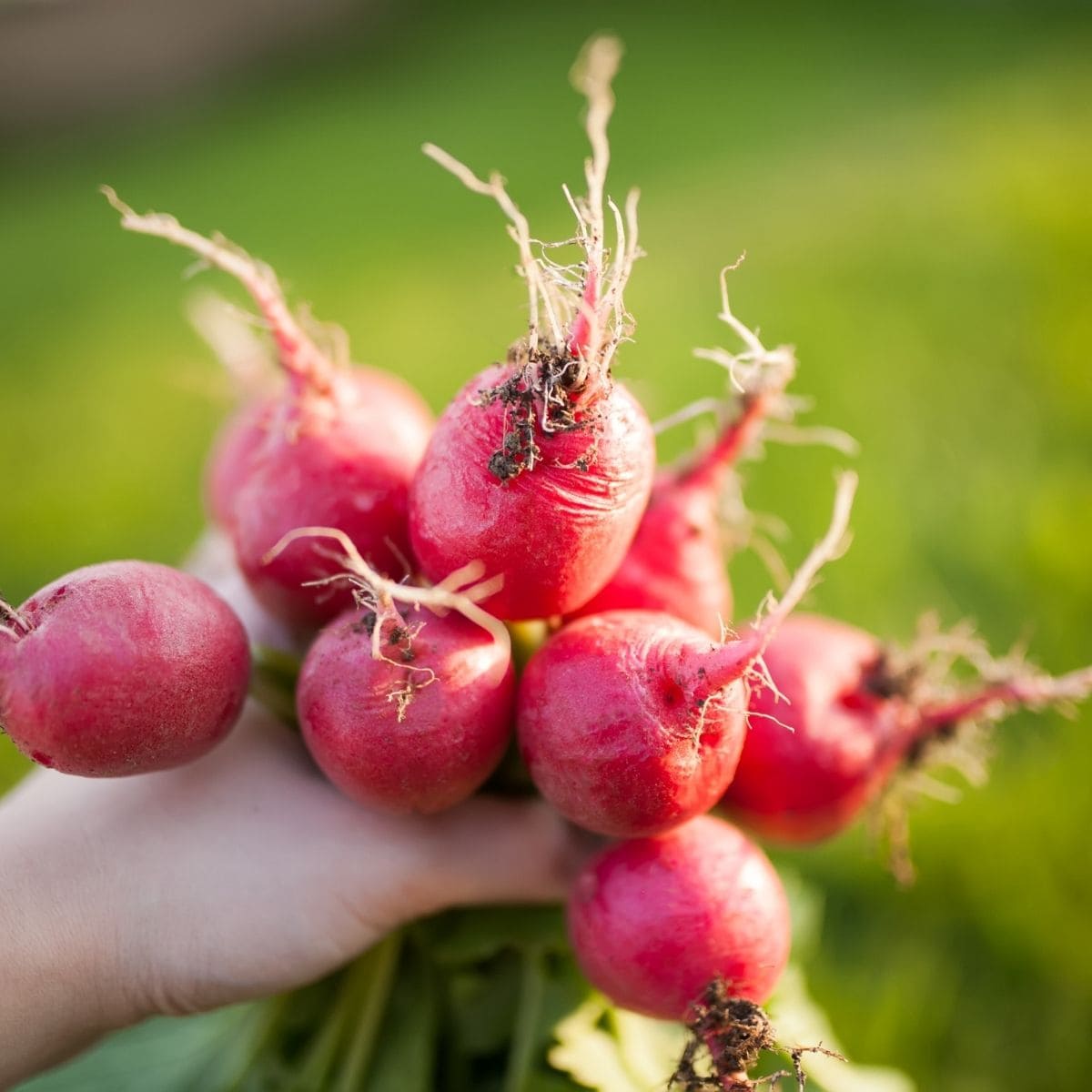 Bunch of radishes held up by a hand. 